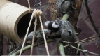 Ленинградский зоопарк показал родившегося в марте очаровательного малыша-игрунка